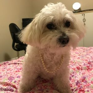 Meet your Posher, Soolean